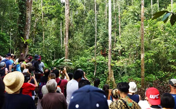 Malaysia, nơi du khách tận mắt ngắm đười ươi giữa rừng xanh