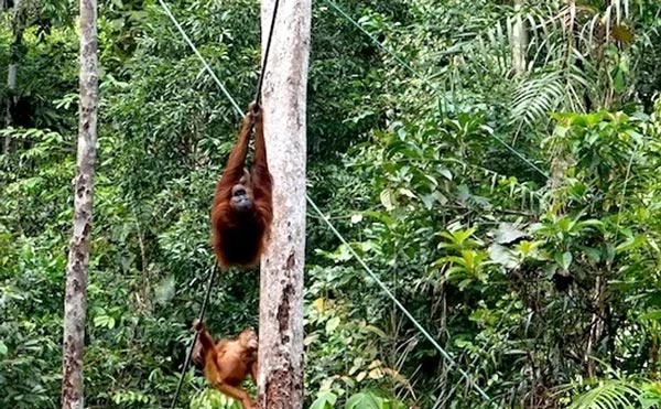 Malaysia, nơi du khách tận mắt ngắm đười ươi giữa rừng xanh