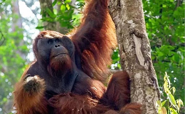 Malaysia, nơi du khách tận mắt ngắm đười ươi giữa rừng xanh