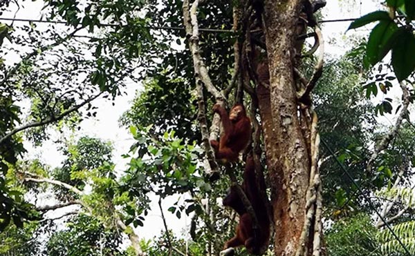 Malaysia, nơi du khách tận mắt ngắm đười ươi giữa rừng xanh
