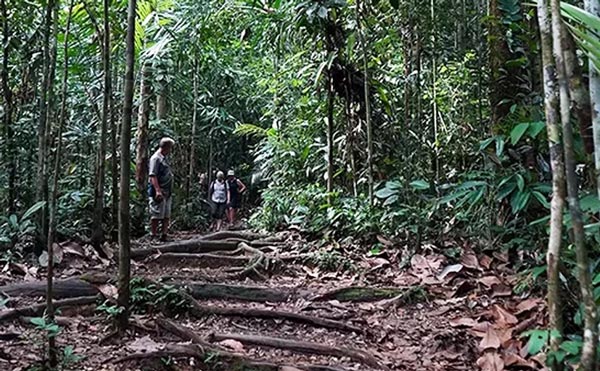 Malaysia, nơi du khách tận mắt ngắm đười ươi giữa rừng xanh
