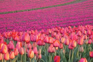 Chùm ảnh: Đẹp không tin nổi, cánh đồng hoa tulip Hà Lan