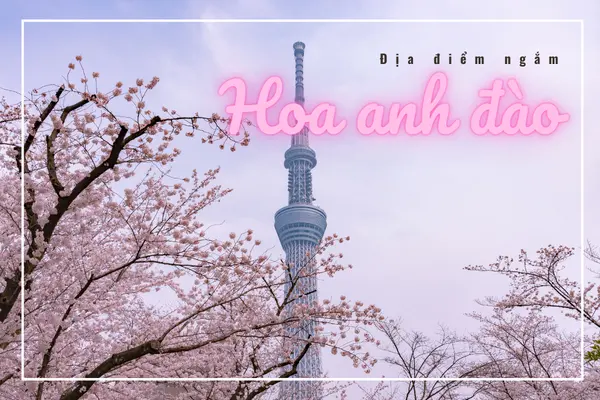 Địa điểm ngắm hoa anh đào nở sớm Kawazu-zakura khi du lịch Nhật Bản