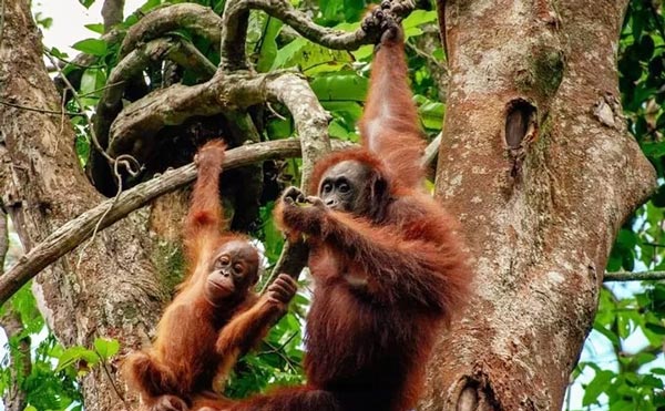 Malaysia, nơi du khách tận mắt ngắm đười ươi giữa rừng xanh
