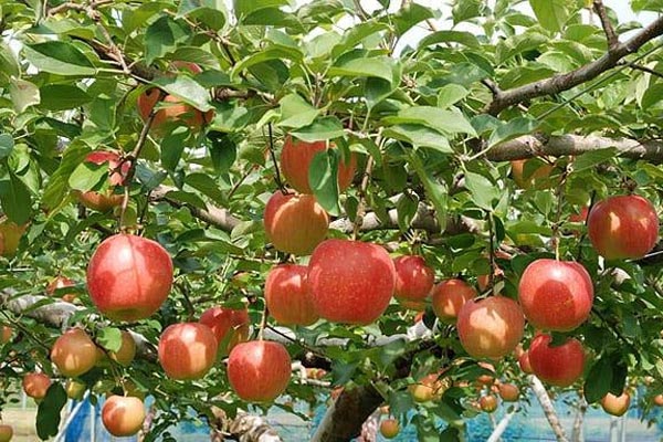 Hái trái cây mùa thu - hoạt động đáng trải nghiệm tại Nhật Bản