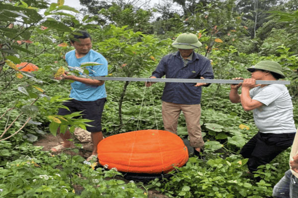 Vườn bí ngô khổng lồ ở Quảng Ninh hút khách, quả nặng tới 126 kg