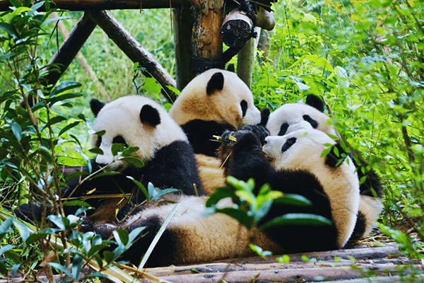 Tour Thành Đô – Tùng Bình Câu – Đạt Cổ Băng Xuyên