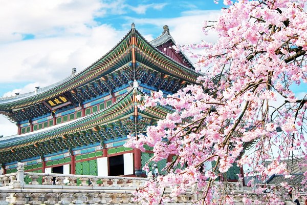 Tour hàn quốc mùa hoa anh đào