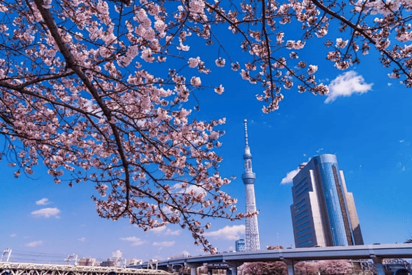Tour Nhật Bản Mùa Hoa Anh Đào 5N4Đ | Shizuoka – Fuji – Tokyo | Vietnam Airlines 2026