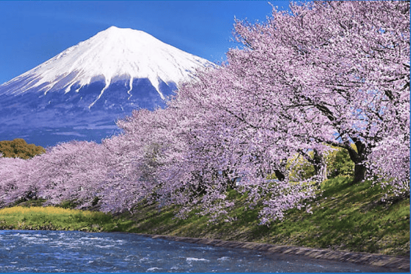 Tour Nhật Bản Mùa Hoa Anh Đào 6N5Đ | Kobe – Osaka – Tokyo