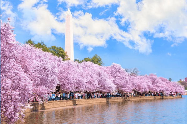 Tour hoa anh đào & Khám phá Bờ Đông Mỹ 2026: New York - Philadelphia - Washington D.C | 7N6Đ