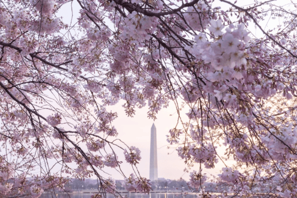 Tour hoa anh đào & Khám phá Bờ Đông Mỹ 2026: New York - Philadelphia - Washington D.C | 7N6Đ