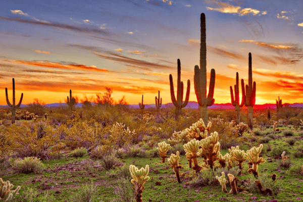 FAM Trip Khám Phá Bờ Tây Hoa Kỳ 10N9Đ: Grand Canyon – Las Vegas – LA